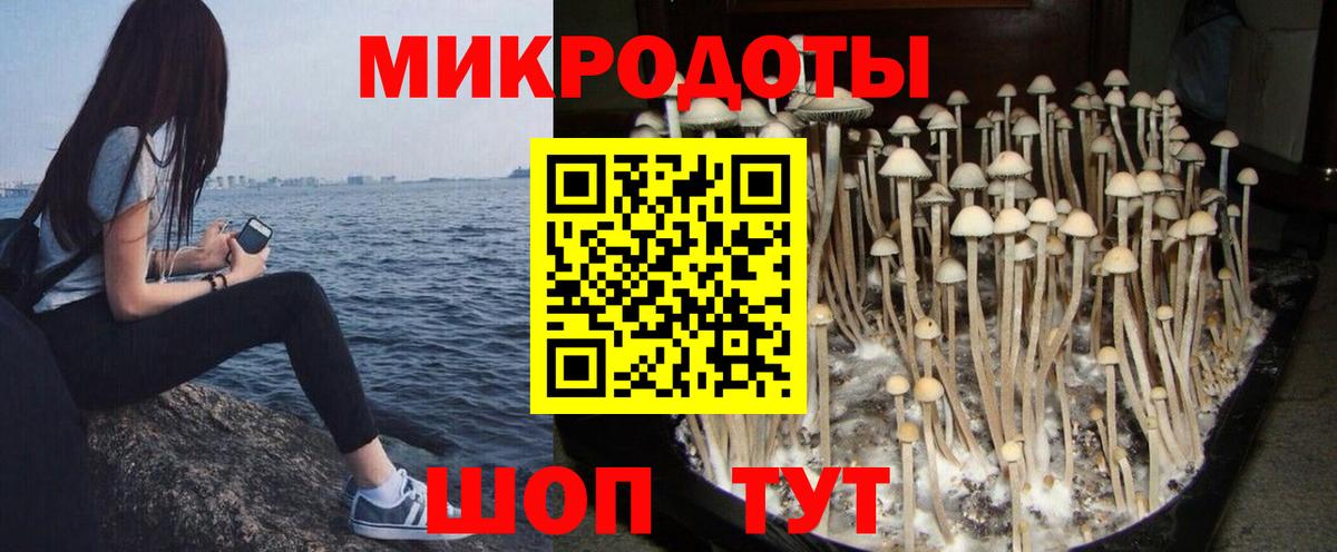 Псилоцибиновые грибы Psilocybe Нурлат